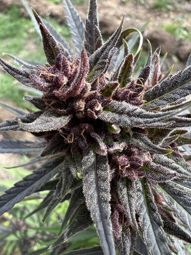La Canelle